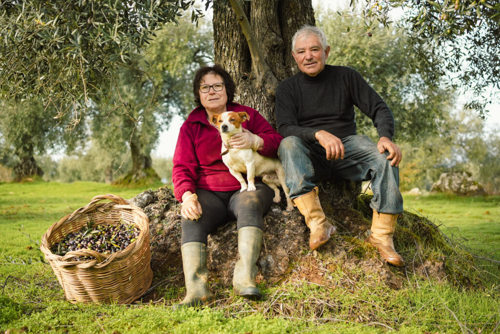 Olives Harvest