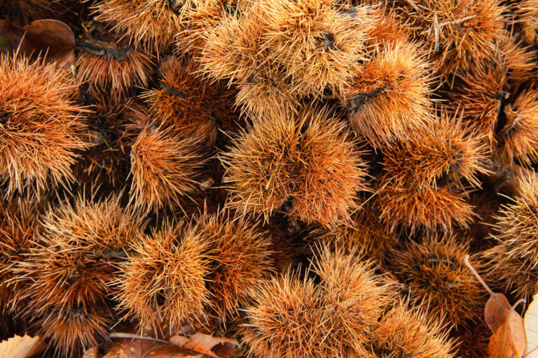 Chestnuts